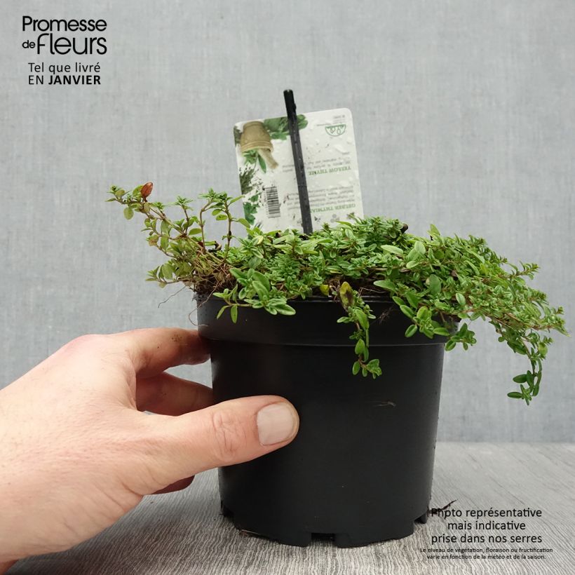 Example of Thym citron doré - Thymus citriodorus Aureus Pot de 1,5L/2L as you get in hiver