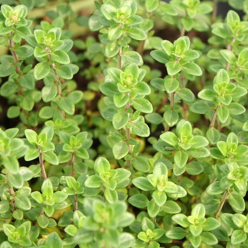 Thym citron en plant BIO (Foliage)