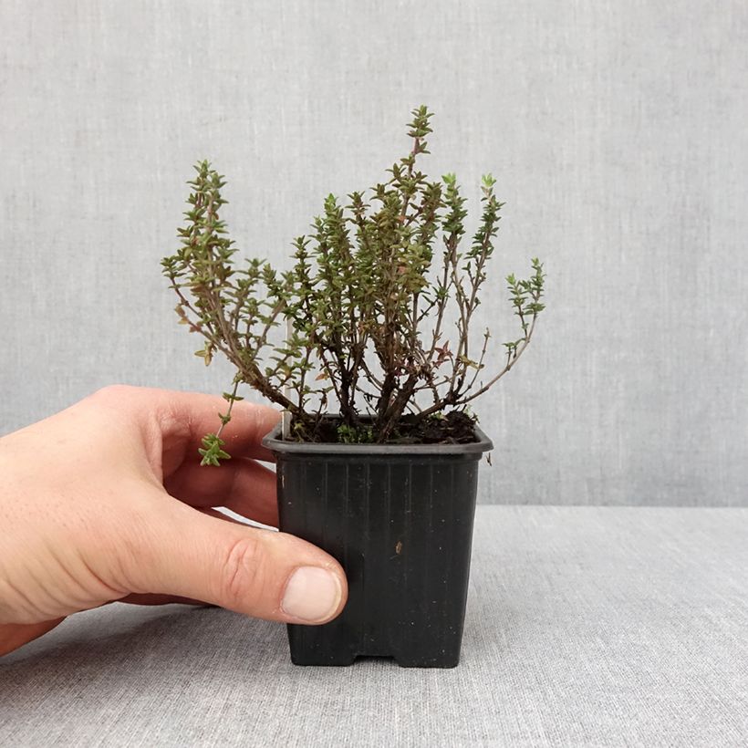 Example of Thym citron Lammefjord - Thymus citriodorus Godet de 8/9 cm as you get in hiver