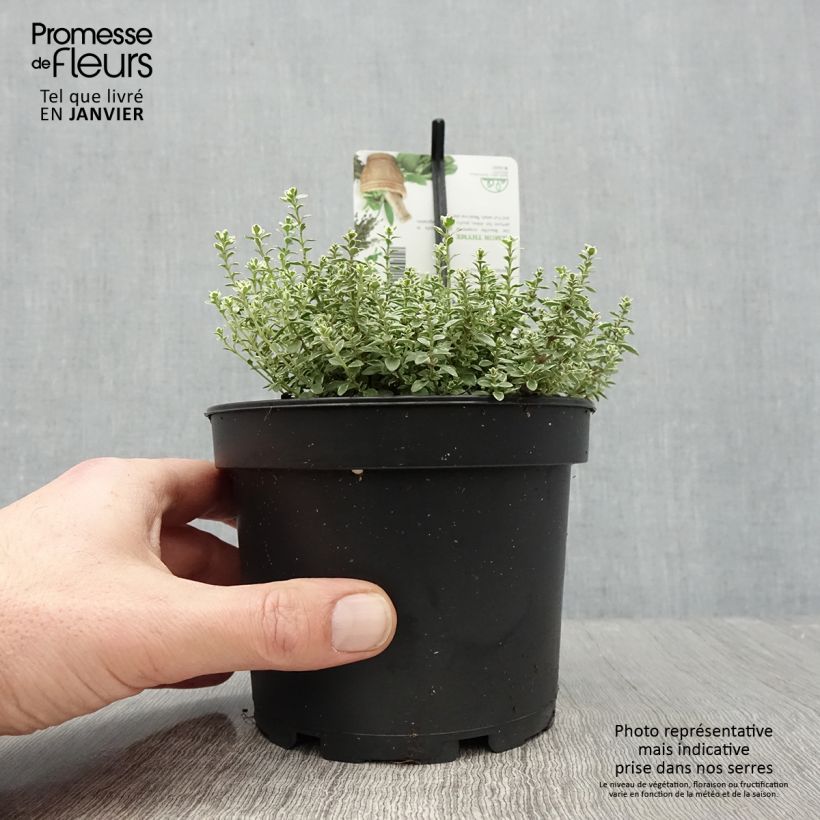 Example of Thym citron panaché - Thymus citriodorus Silver Queen Pot de 1,5L/2L as you get in hiver
