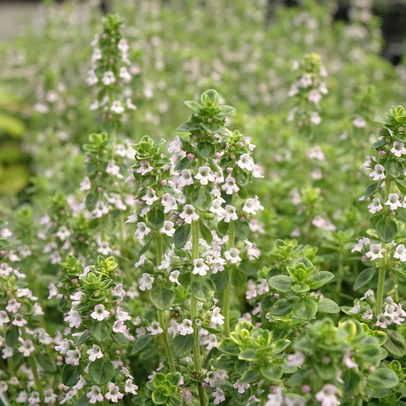 Thym doré - Thymus vulgaris Gold en plant (Flowering)
