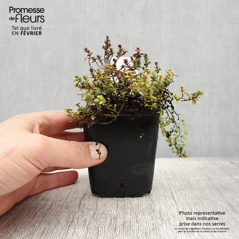 Example of Thym hybride Doone Valley - Thymus (x) citriodorus Godet de 8/9 cm as you get in hiver