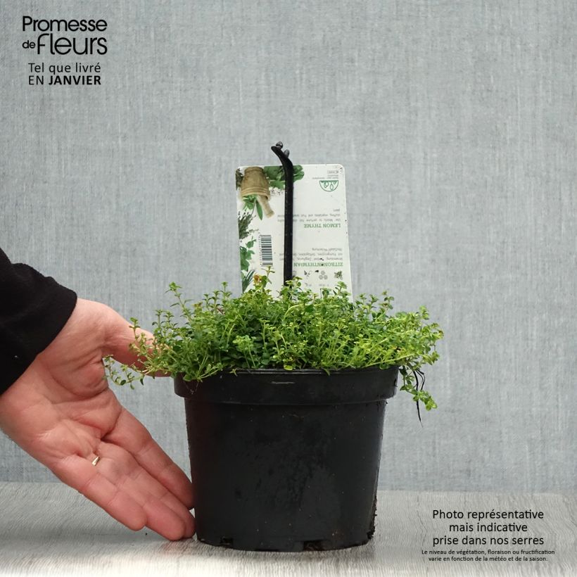 Example of Thym hybride Doone Valley - Thymus (x) citriodorus Pot de 1L/1,5L as you get in hiver