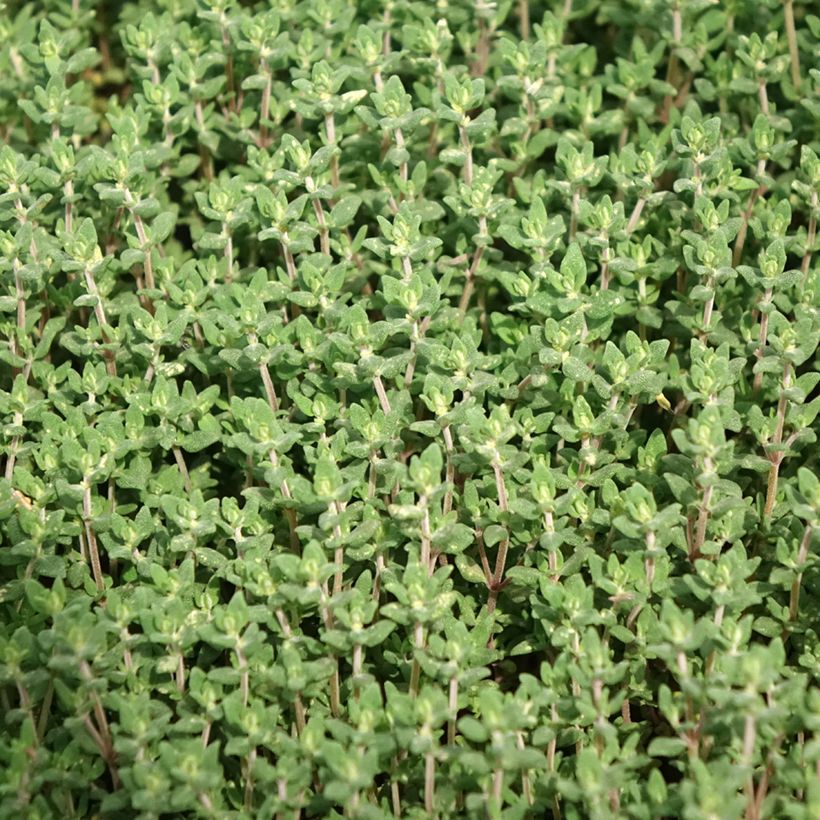 Thym officinal en plant BIO (Foliage)