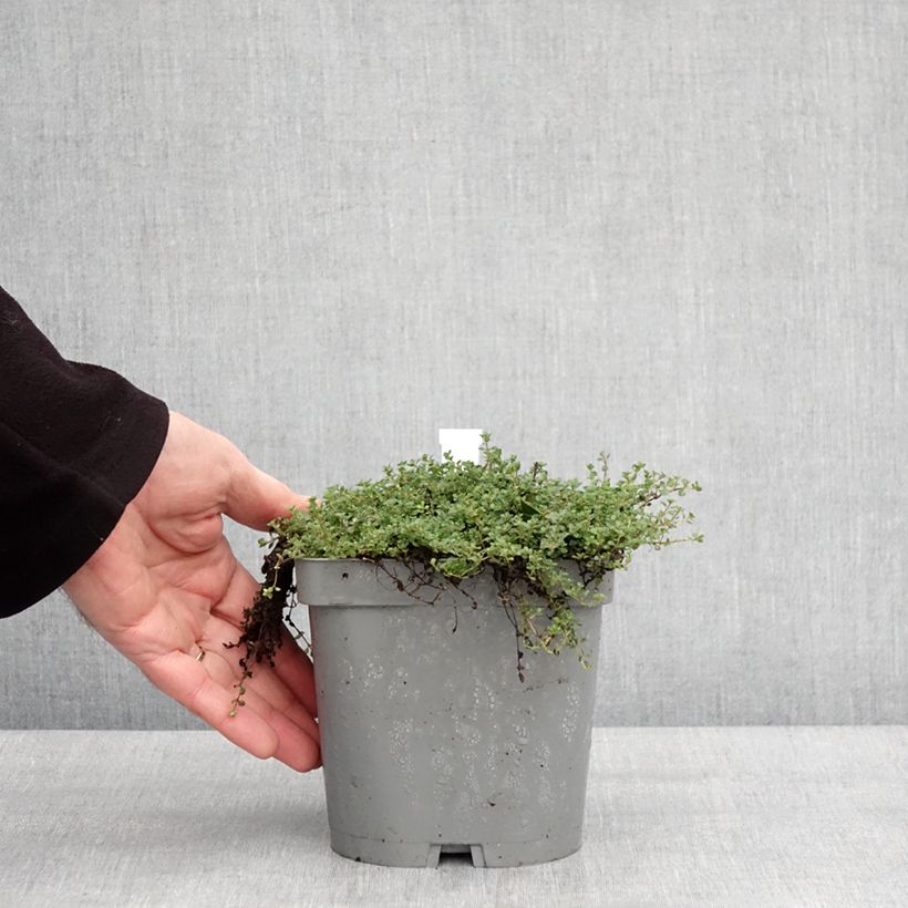 Example of Thymus hirsutus - Thym hirsute Pot de 2L/3L as you get in hiver
