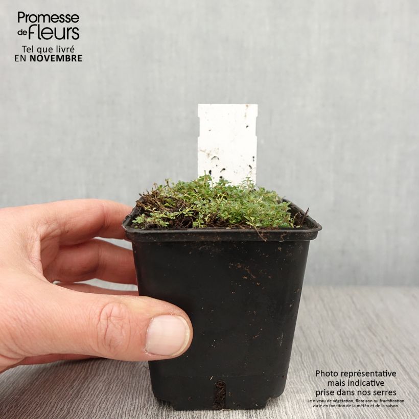 Example of Thymus praecox Minor - Thym précoce Godet de 8/9 cm as you get in automne