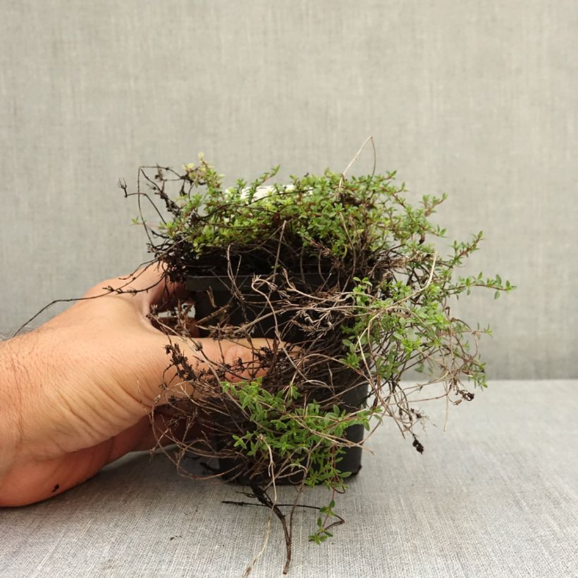 Example of Thymus praecox Red Carpet - Thym précoce Godet de 8/9 cm as you get in ete