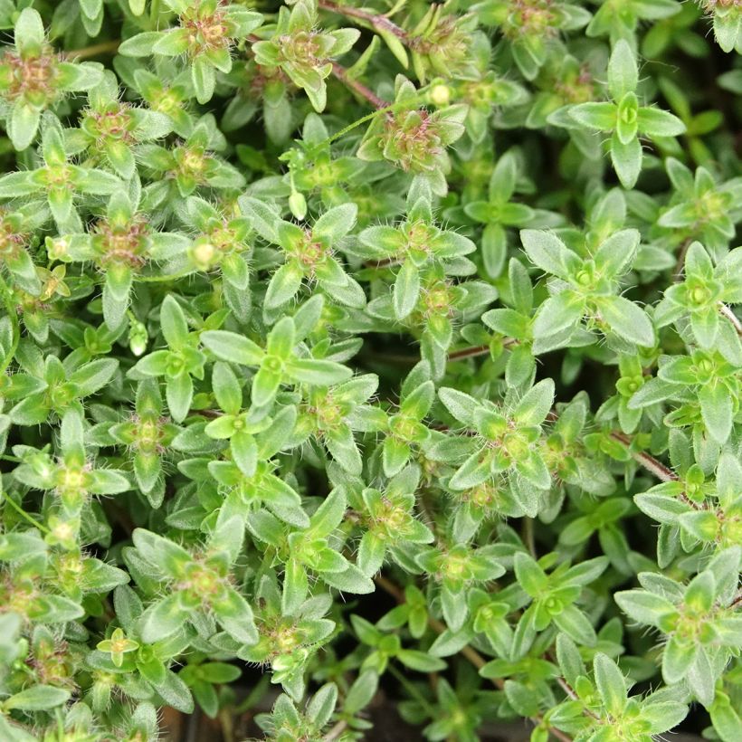 Thymus praecox Red Carpet - Thym précoce (Foliage)