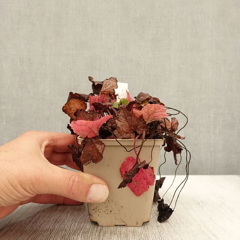 Example of Tiarella cordifolia Brandywine - Tiarelle cordifoliée Godet de 8/9 cm as you get in automne
