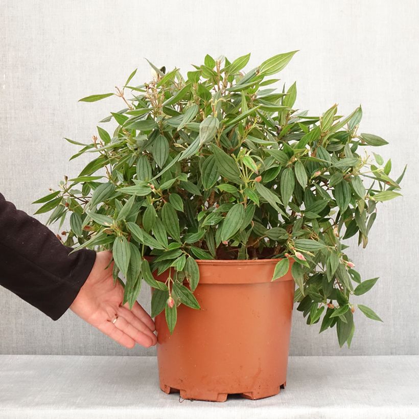 Example of Tibouchina urvilleana Peace Baby Pot de 7,5L/10L as you get in hiver