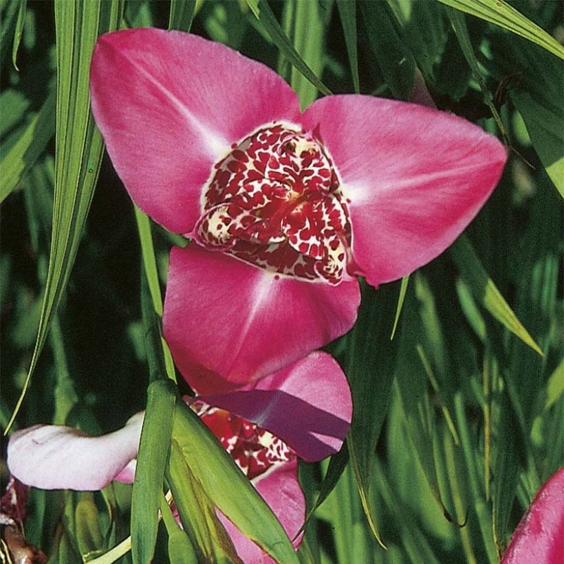 Tigridia pavonia Lilacea - Oeil de Paon (Flowering)
