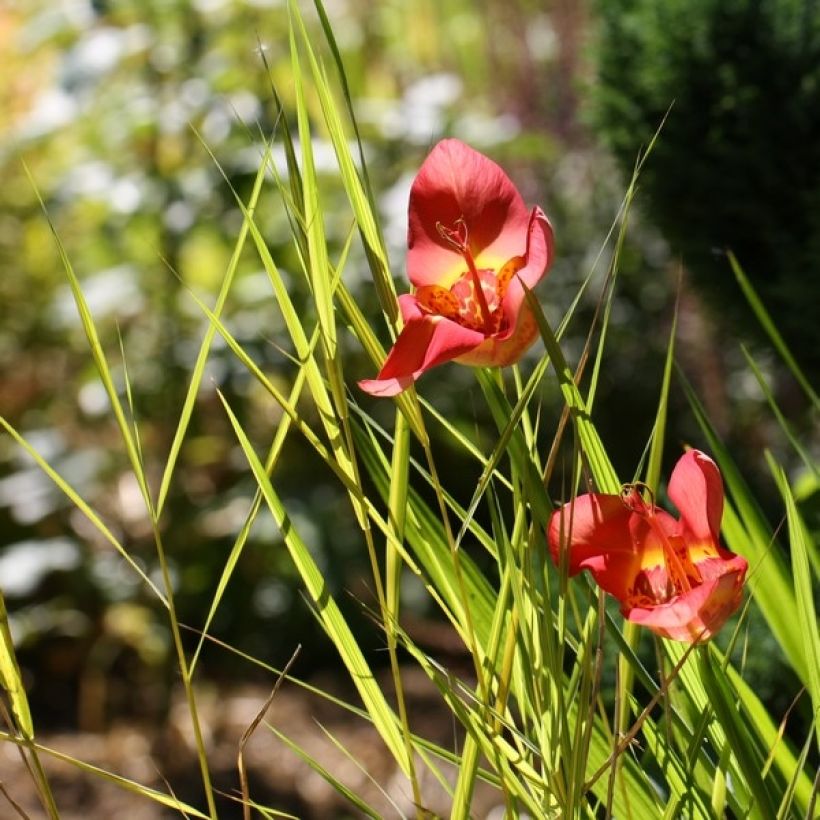 Tigridia pavonia Speciosa - Oeil de Paon (Plant habit)