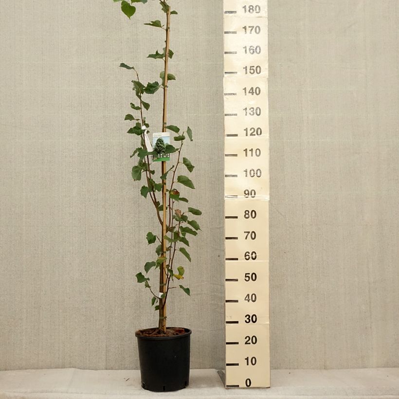 Example of Tilia cordata Greenspire - Tilleul à petites feuilles Pot de 7,5L/10L as you get in automne
