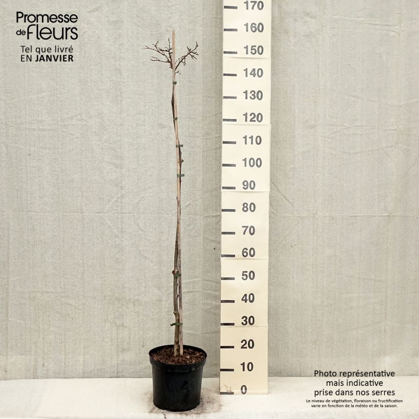 Example of Tilia cordata Lico - Tilleul à petites feuilles Pot de 7,5L/10L, Tige as you get in hiver