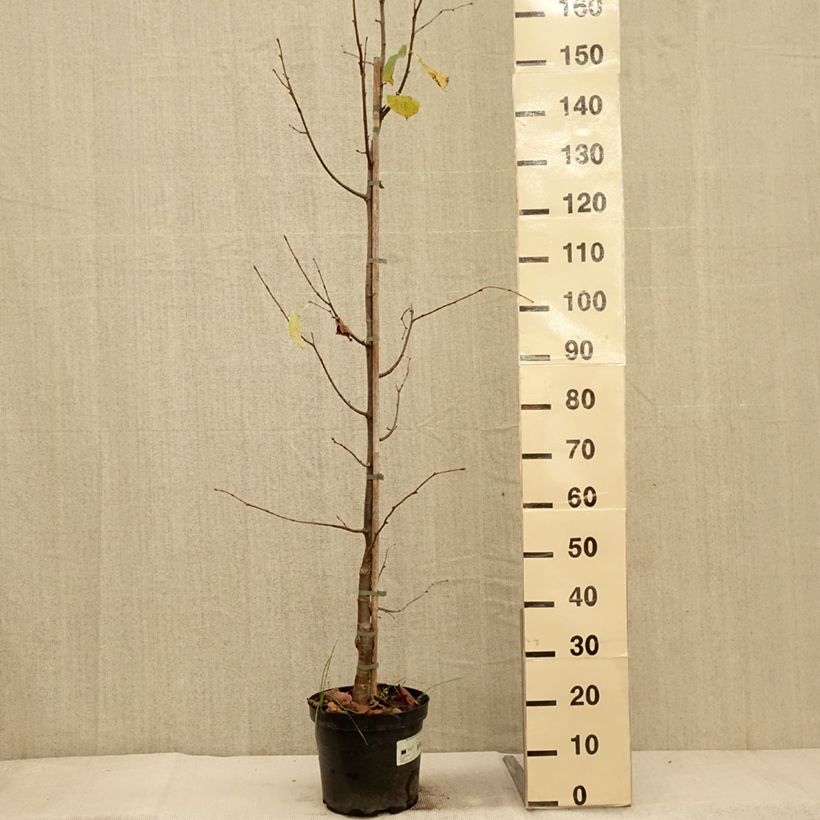 Example of Tilleul à petites feuilles Swedish Upright - Tilia cordata  Pot de 7,5L/10L as you get in automne