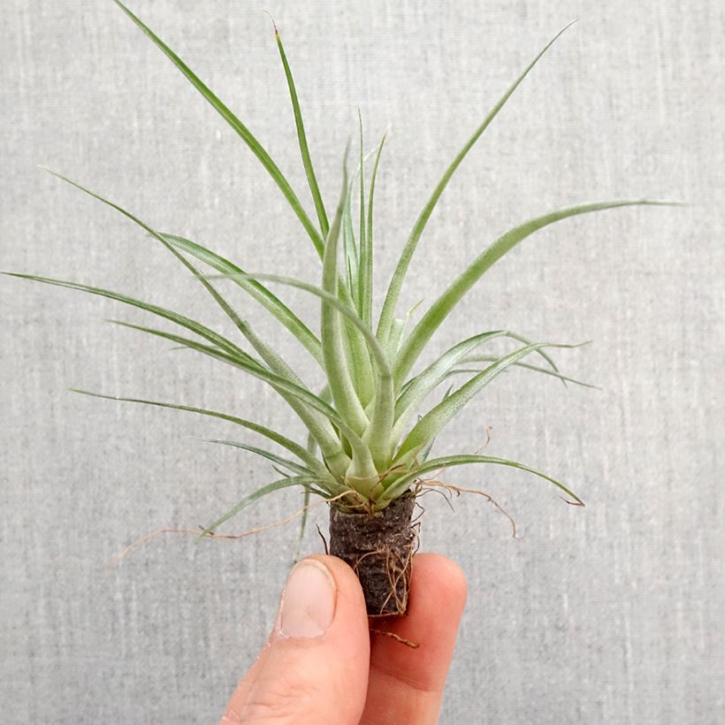 Example of Tillandsia Mizuki Mini-plante as you get in printemps