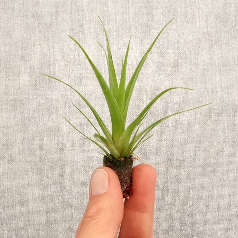 Example of Tillandsia Naomi Mini-plante as you get in printemps