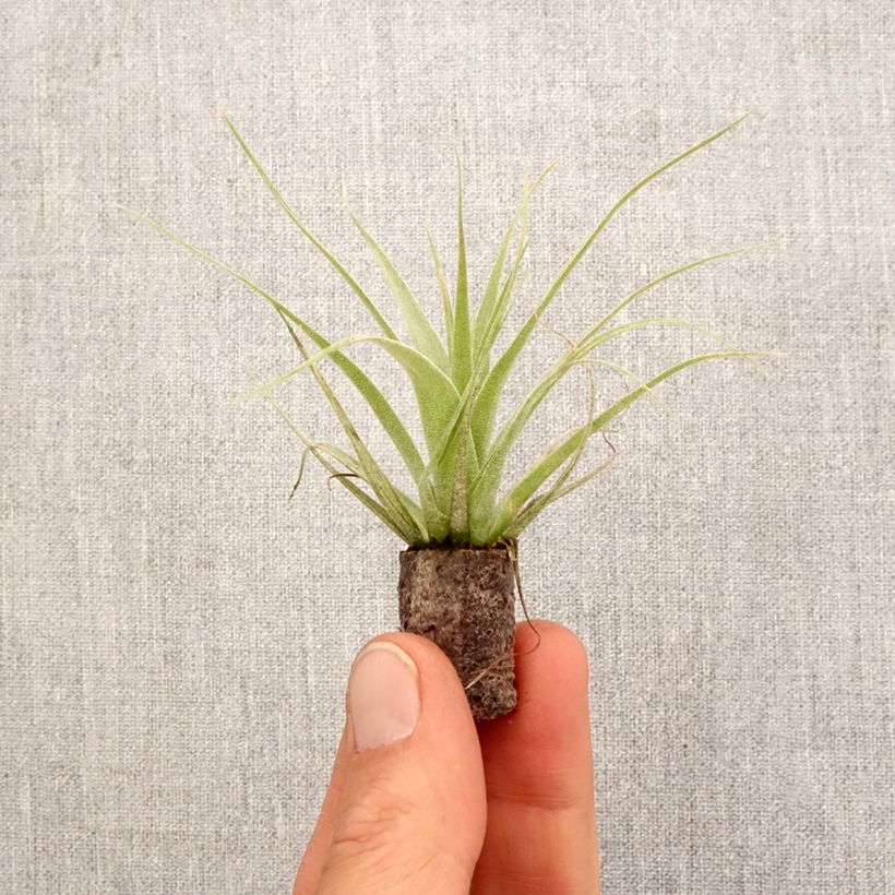 Example of Tillandsia Samantha Mini-plante as you get in printemps