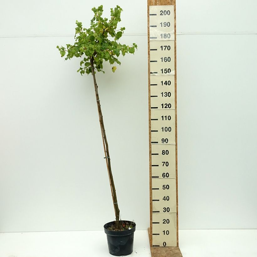 Example of Tilleul à petites feuilles nain Simone - Tilia cordata  Pot de 7,5L/10L, Tige as you get in ete