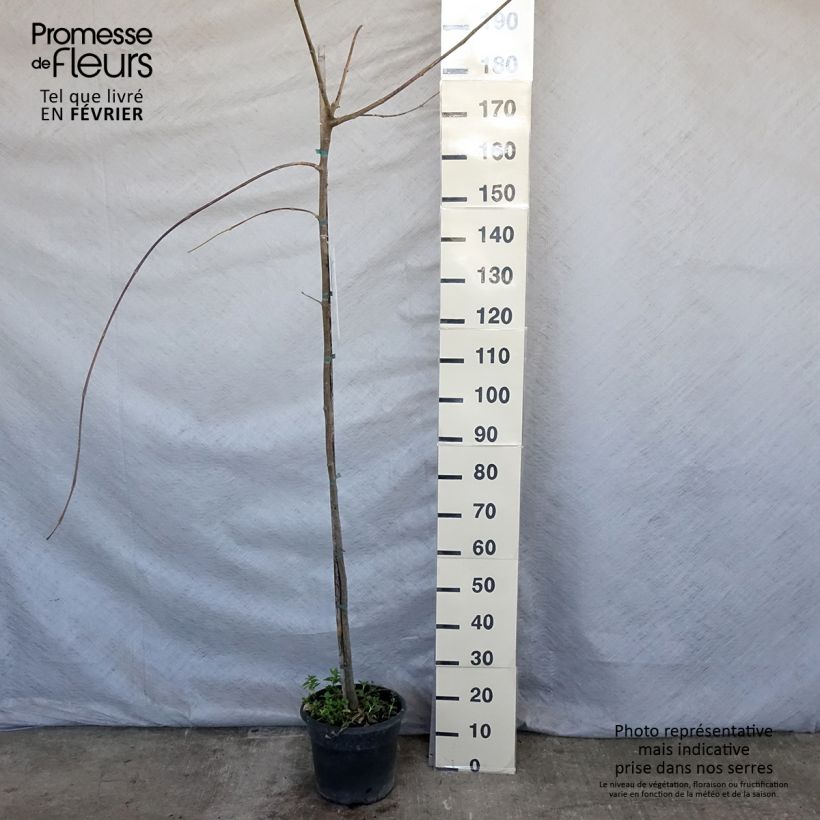 Example of Tipuana tipu - Palo rosa, tipa Pot de 7,5L/10L as you get in hiver