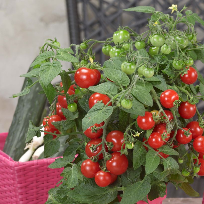 Tomate Sturdy Jo en plants - Tomate-cocktail (Harvest)