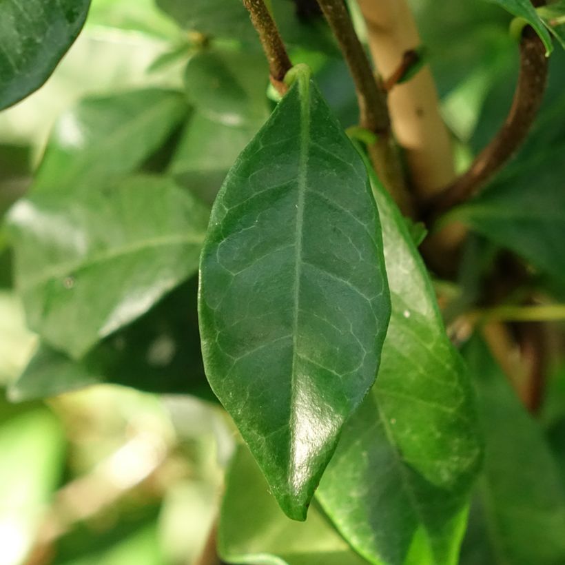 Trachelospermum asiaticum Chili & Vanilla - Faux-jasmin  (Foliage)