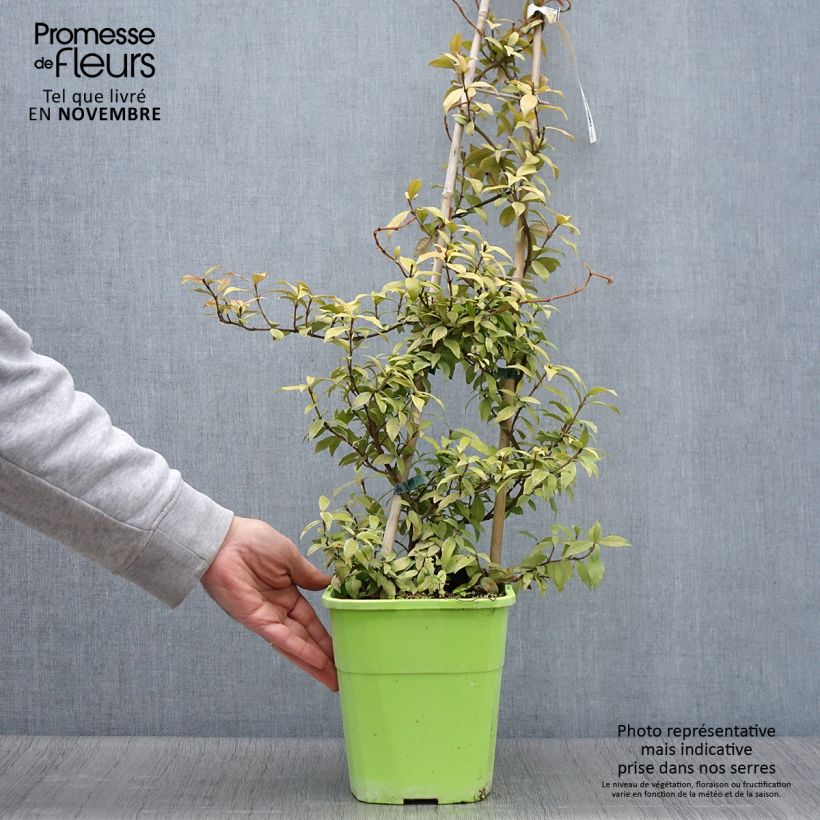 Example of Trachelospermum asiaticum Golden Memories Pot de 3L/4L as you get in automne