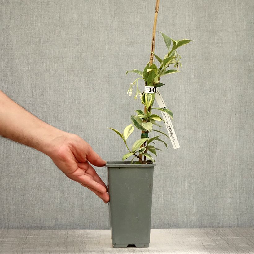 Example of Trachelospermum jasminoides Sun Lover - Jasmin étoilé Pot de 1,5L/2L as you get in ete