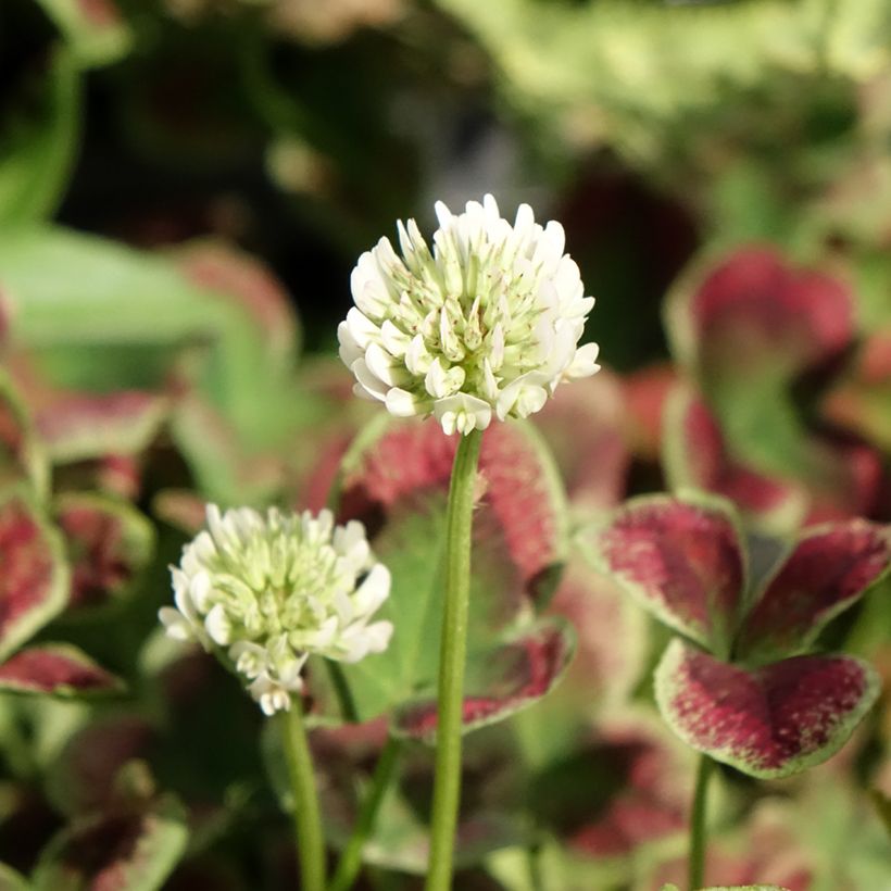 Trifolium repens Estelle - Trèfle (Flowering)