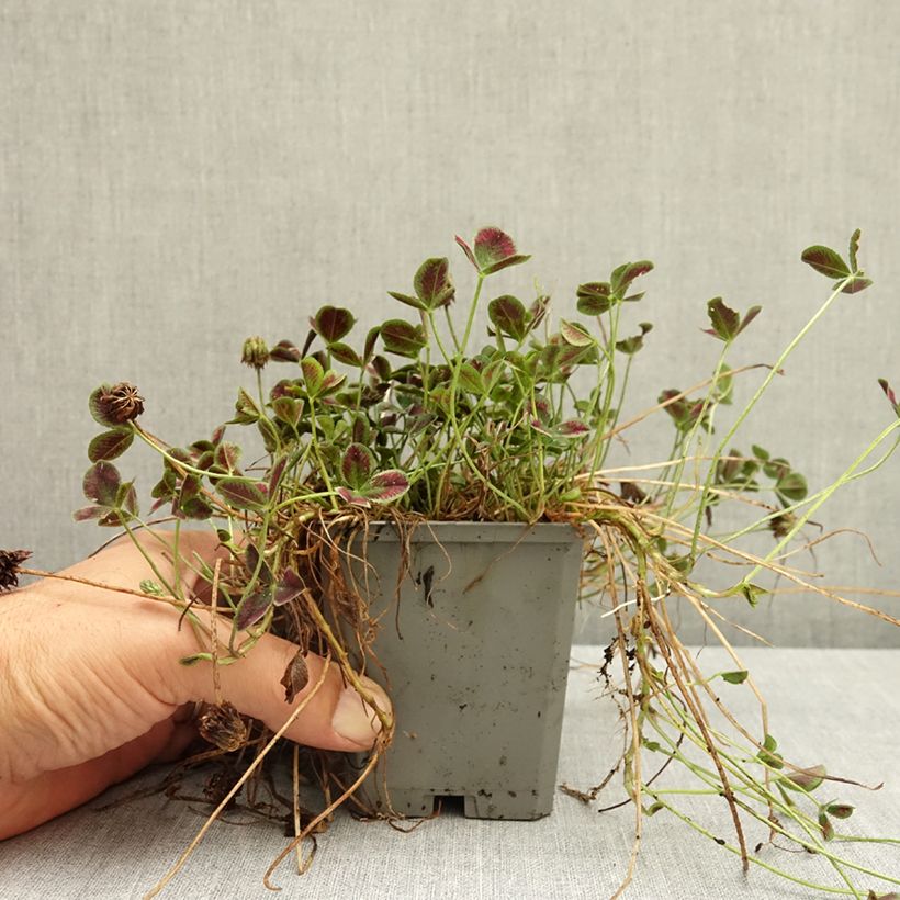 Example of Trifolium repens Estelle - Trèfle Godet de 8/9 cm as you get in ete