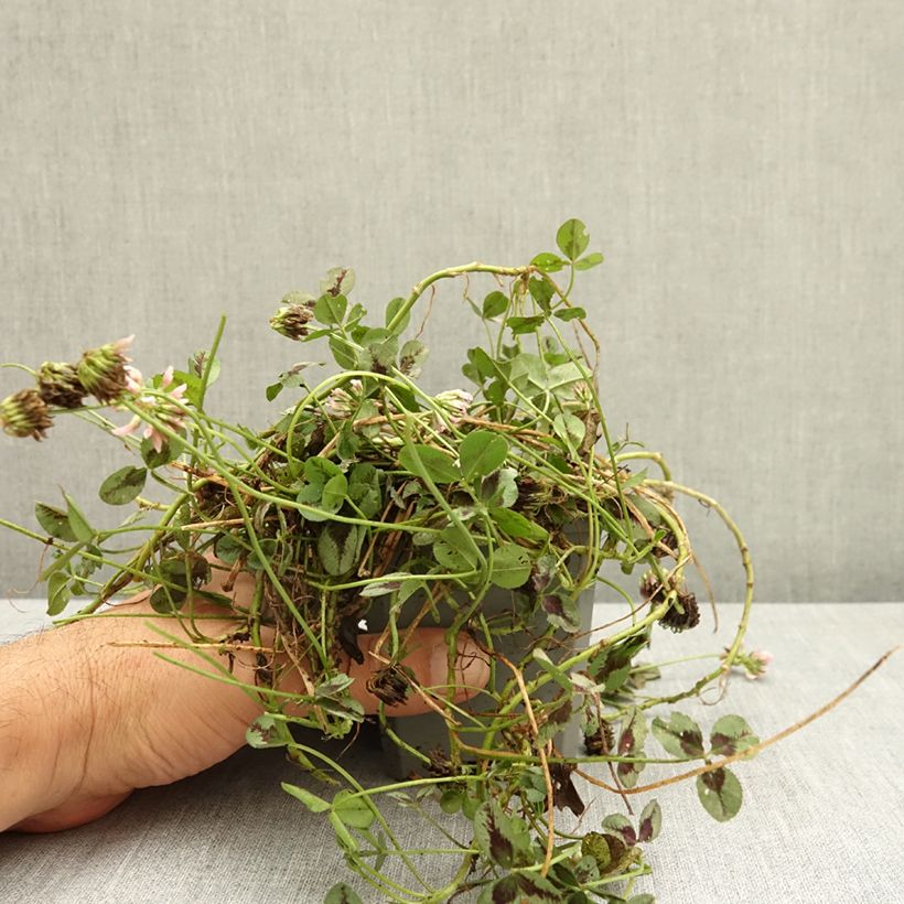 Example of Trifolium repens Sweet Mike - Trèfle Godet de 8/9 cm as you get in ete