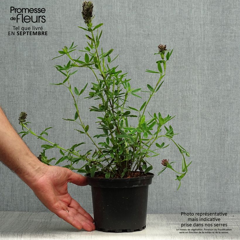 Example of Trifolium rubens - Trèfle pourpré Pot de 2L/3L as you get in automne