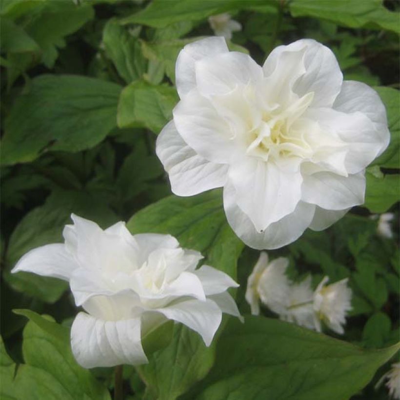 Trillium grandiflorum Flore Pleno - Trille blanc à fleurs doubles   (Flowering)