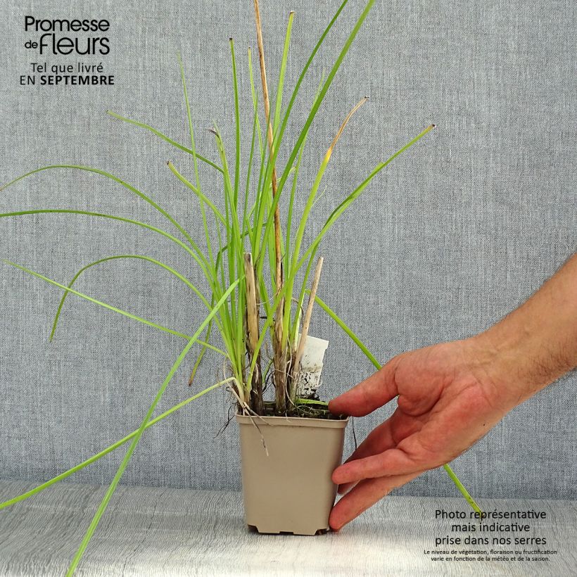 Example of Tritoma - Kniphofia Banana Popsicle Godet de 8/9 cm as you get in ete