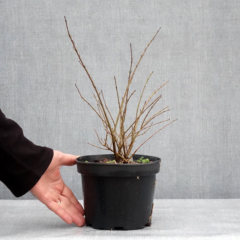 Example of Troène commun - Ligustrum vulgare Lodense Pot de 3L/4L as you get in hiver