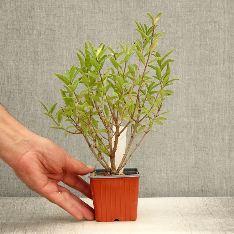 Example of Troène commun - Ligustrum vulgare Atrovirens Godet de 8/9 cm as you get in ete