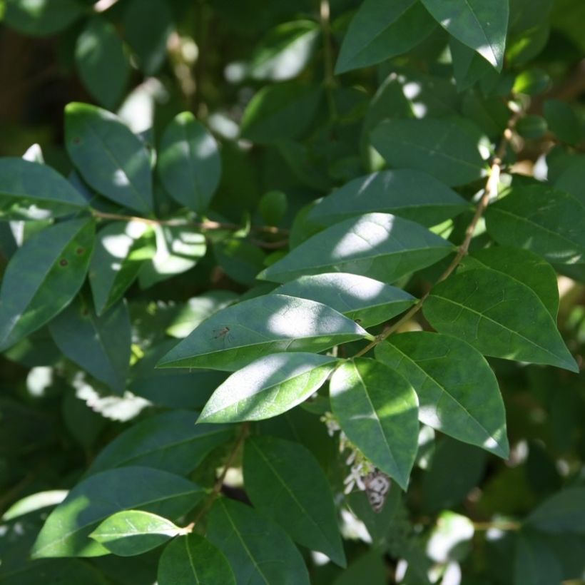 Troène - Ligustrum ovalifolium (Foliage)