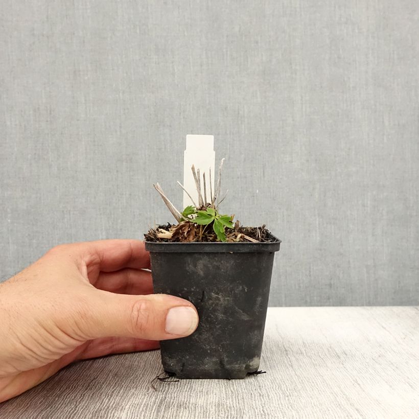 Example of Trollius Lemon Queen - Trolle hybride Godet de 8/9 cm as you get in automne