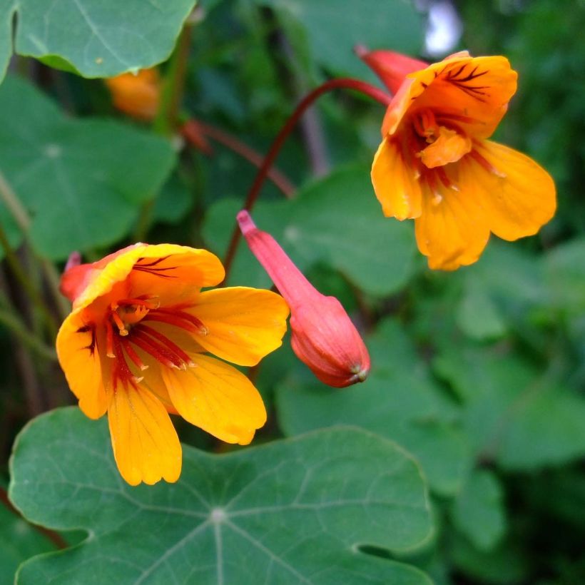 Capucine tubéreuse - Tropaeolum tuberosum Ken Aslet (Flowering)