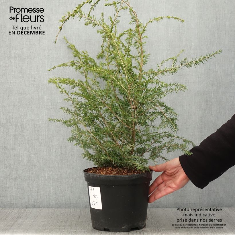 Example of Tsuga canadensis - Pruche du Canada Pot de 3L/4L as you get in automne