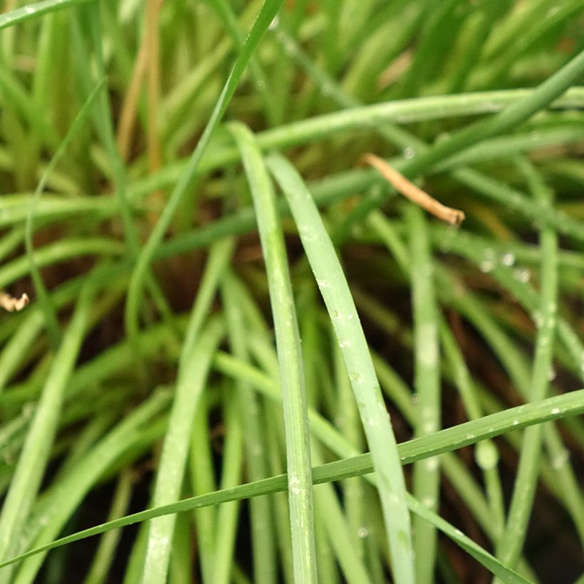 Tulbaghia Fairy Star - Tulbaghie (Foliage)