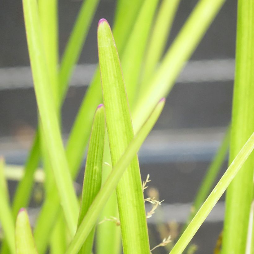 Tulbaghia Flamingo - Tulbaghie (Foliage)