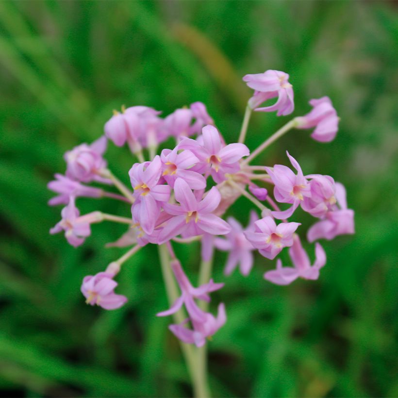 Tulbaghia Flamingo - Tulbaghie (Flowering)