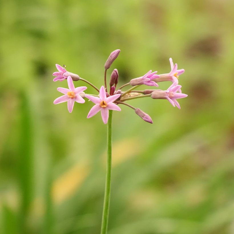 Tulbaghia Himba - Tulbaghie hybride  (Flowering)