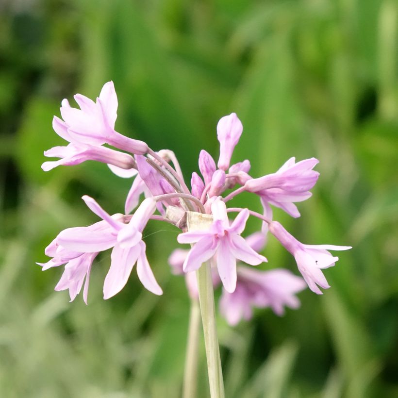Tulbaghia violacea Silver Lace - Thulbaghie (Flowering)