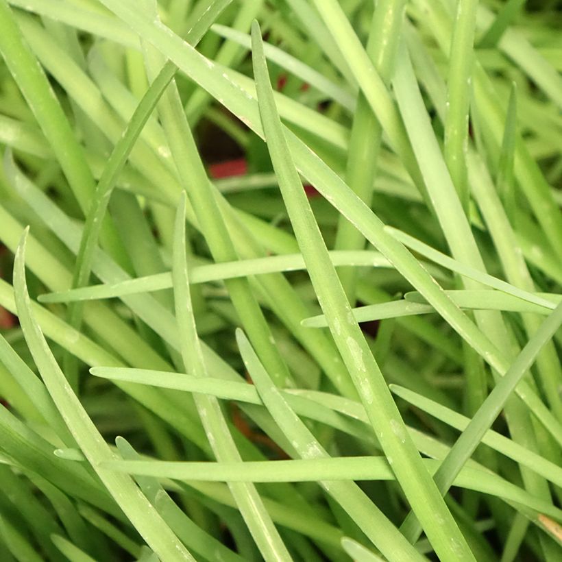 Tulbaghia violacea - Tulbaghie (Foliage)