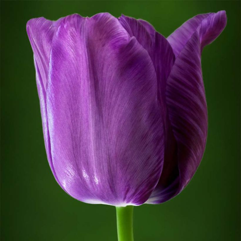 Tulipe simple tardive Bleu Aimable (Flowering)
