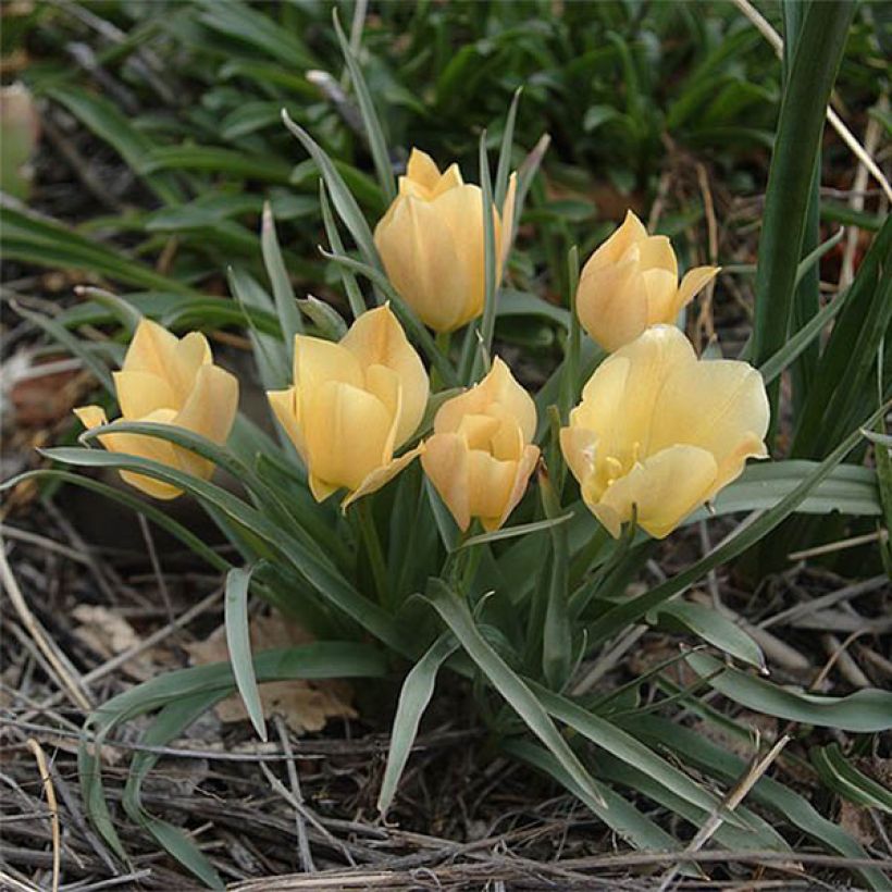 Tulipe botanique batalinii Bright Gem (Plant habit)