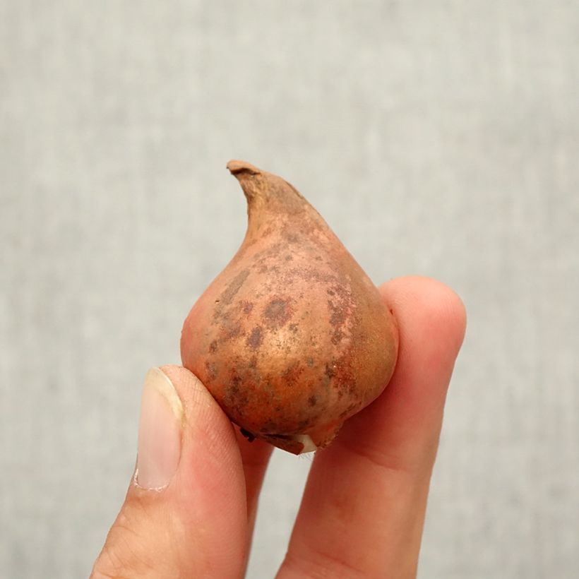 Example of Tulipe botanique eichleri Bulbe size 10+ as you get in automne