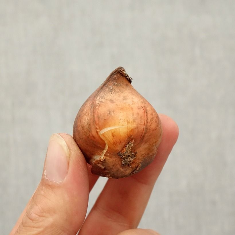 Example of Tulipe botanique kaufmanniana Shakespeare Bulbe size 10/12 as you get in automne